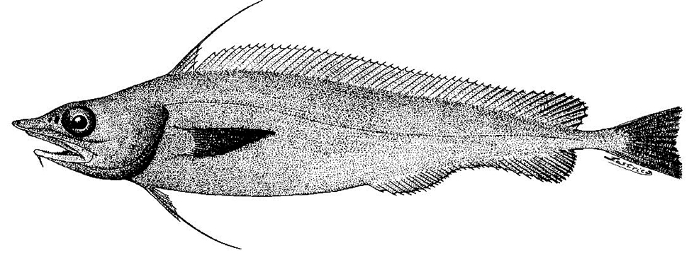 Antimora rostrata_01.jpg